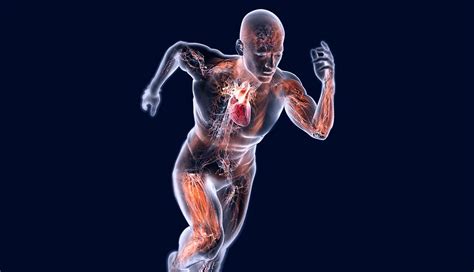 Effetti A Lungo Termine Dell'Esercizio Sul Sistema Cardiovascolare